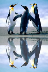 Efecto reflejo en tus imágenes con Mirror effect